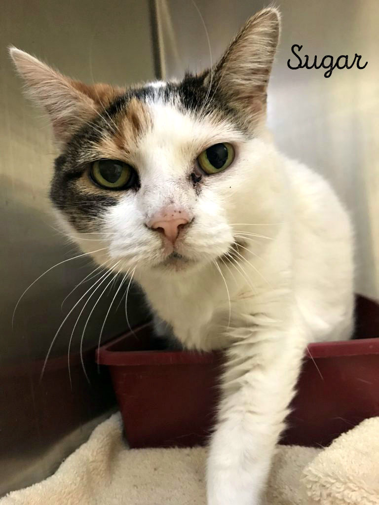 Sugar - Livingston County Humane Society
